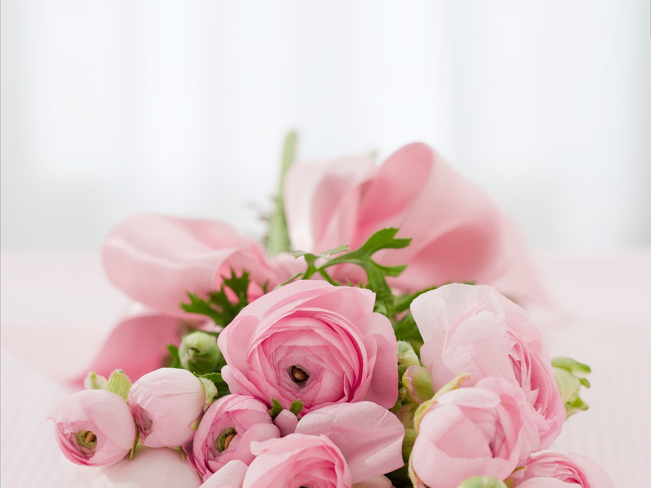 ピンクのバラの花言葉とは？色と本数で変わる意味を解説