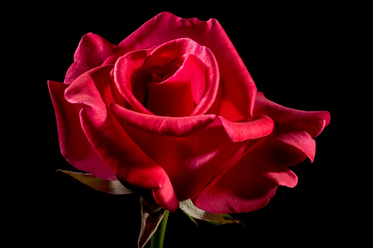 赤い薔薇をプレゼントしよう！花言葉や本数の意味を解説