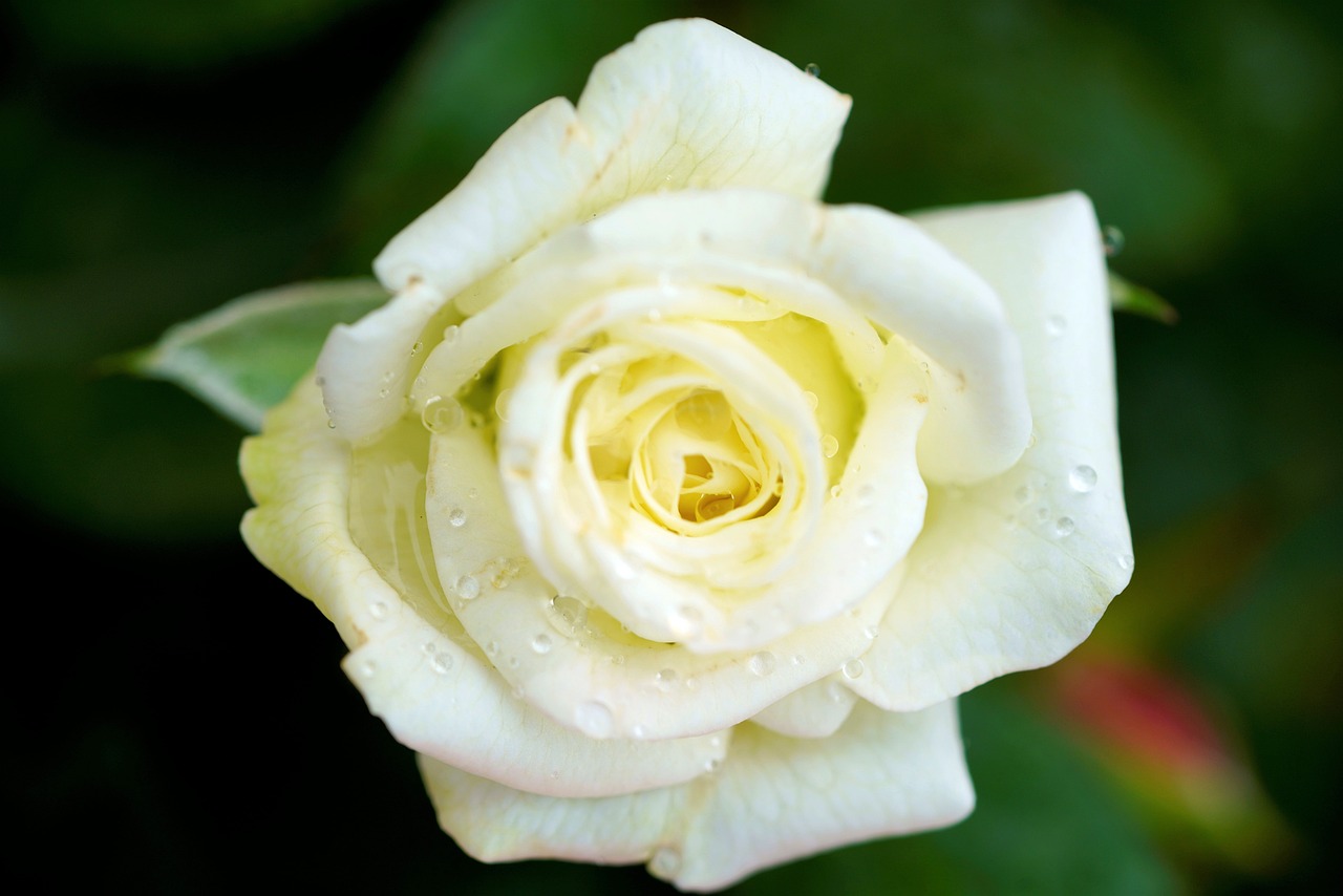 清純な白バラの魅力を解説！花言葉や本数別の意味