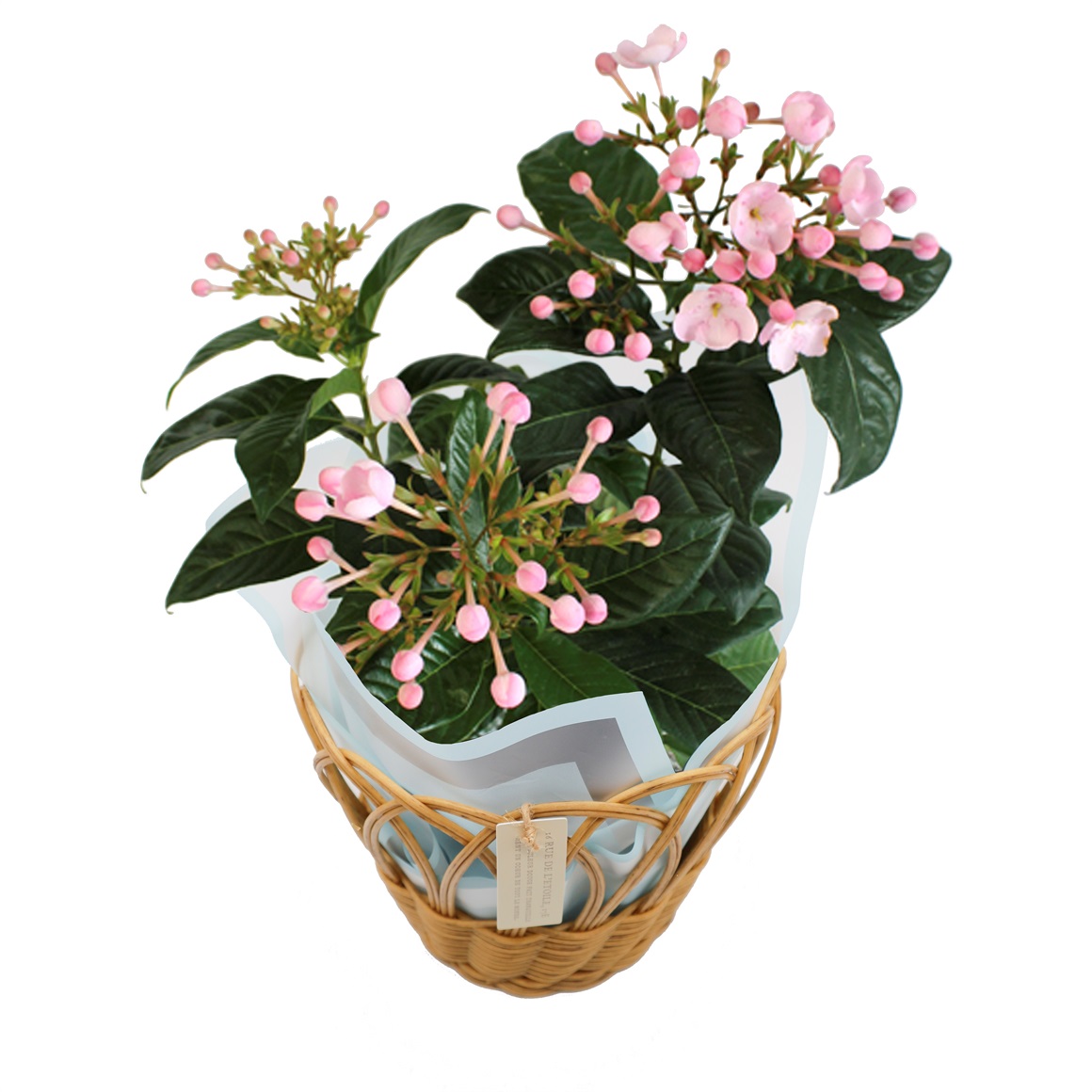 《敬老の日》【期間限定】ニオイ桜