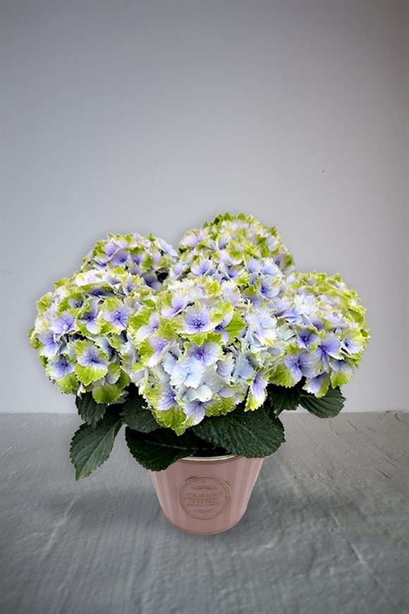 【母の日2026】アジサイ鉢植え［レモンキッス］