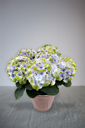 【母の日2026】アジサイ［レモンキッス］