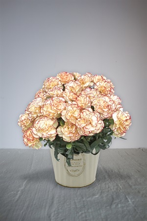 【母の日2026】カーネーション鉢植え　オレンジ［サンライズ］