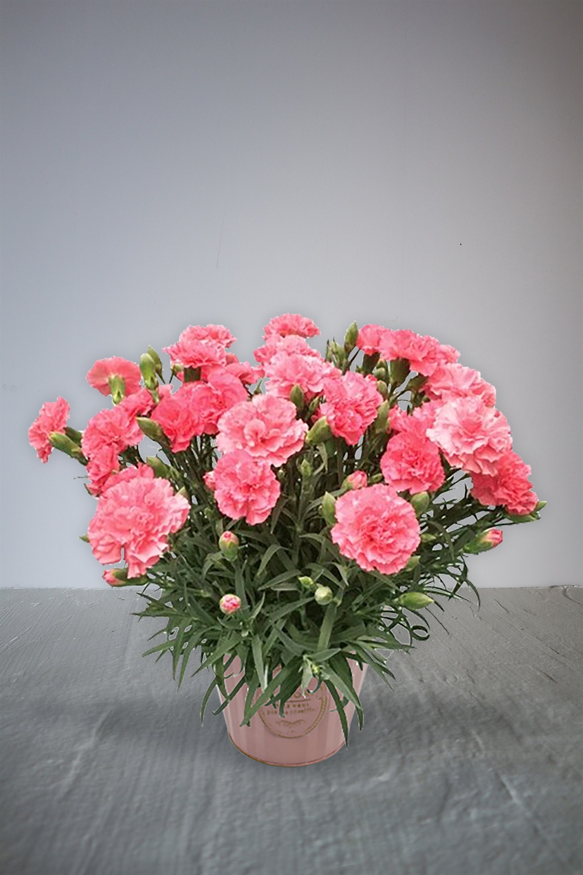 【母の日2026】カーネーション鉢植え　ピンク［エルサ］
