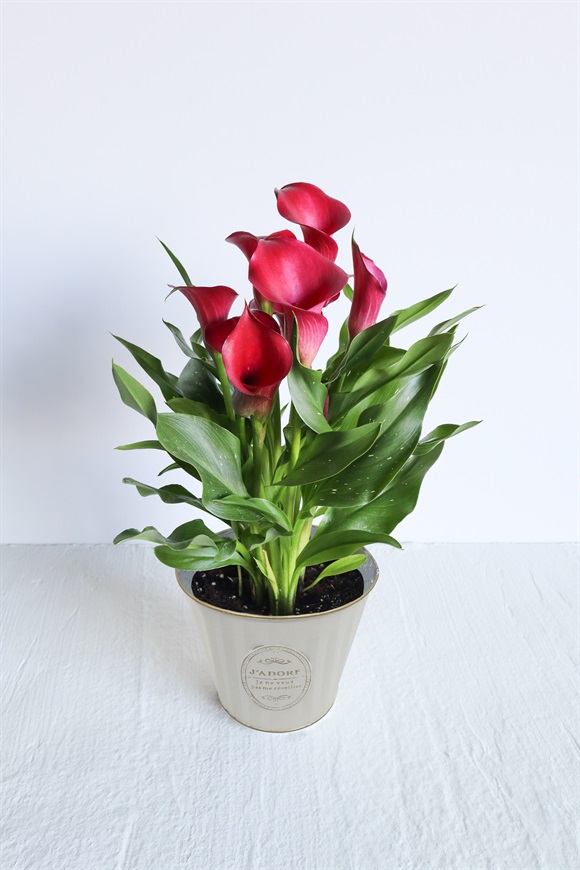 【母の日2026】カラー［キャプテンチェリオ］