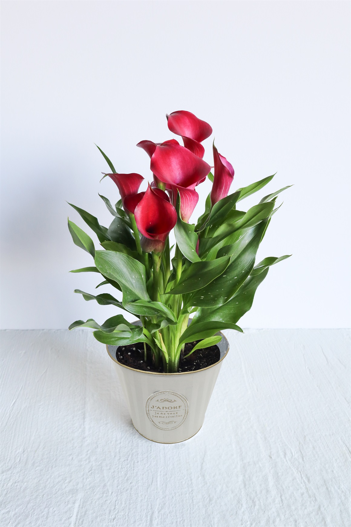 【母の日2026】カラー［キャプテンチェリオ］