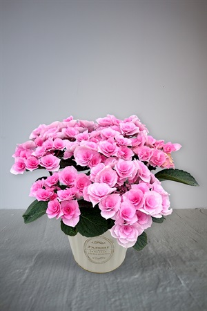 【母の日2026】アジサイ［クレインブーケ］