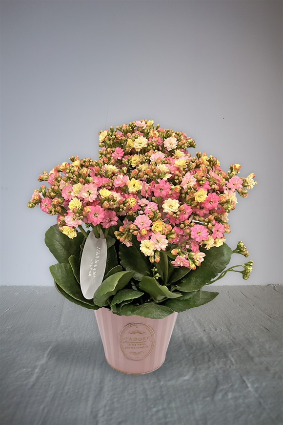 【母の日2026】カランコエ［メイリーブーケ］