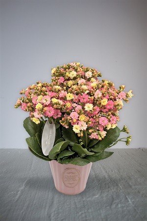 【母の日2026】カランコエ［メイリーブーケ］