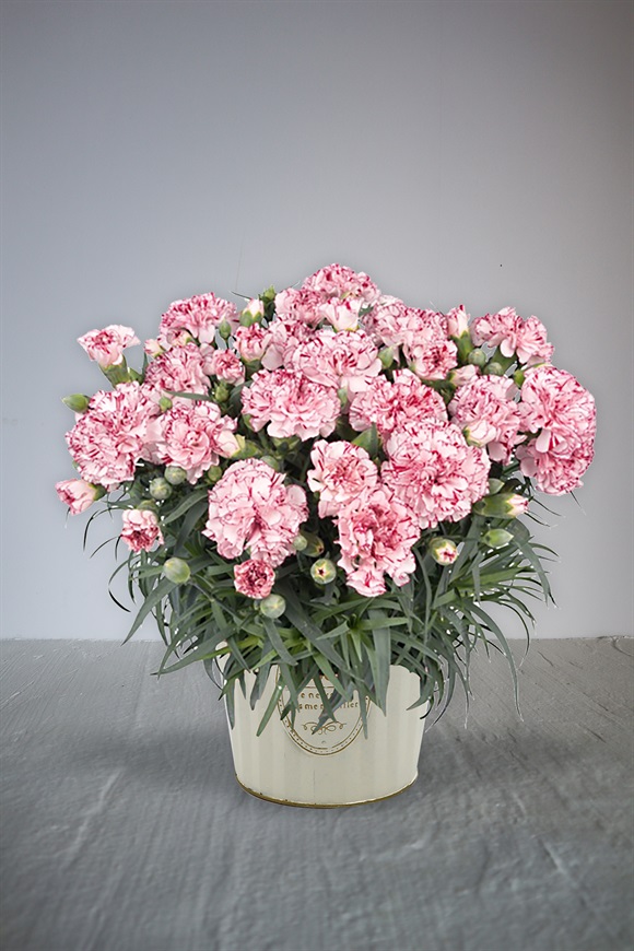 【母の日2026】カーネーション鉢植え　複色系［ビアンフェ］