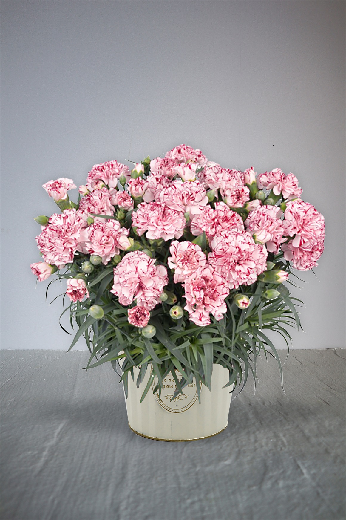 【母の日2026】カーネーション鉢植え　複色紫系［ビアンフェ］