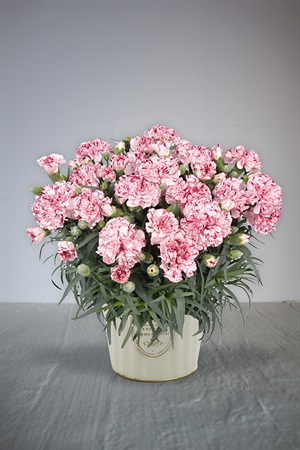 【母の日2026】カーネーション鉢植え　複色紫系［ビアンフェ］