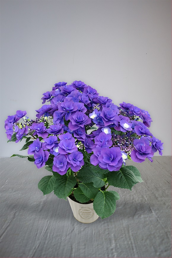 【母の日2026】アジサイ鉢植え［フェアリーラブ］