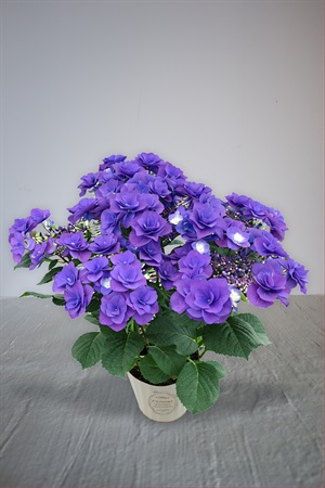 【母の日2026】アジサイ［フェアリーラブ］