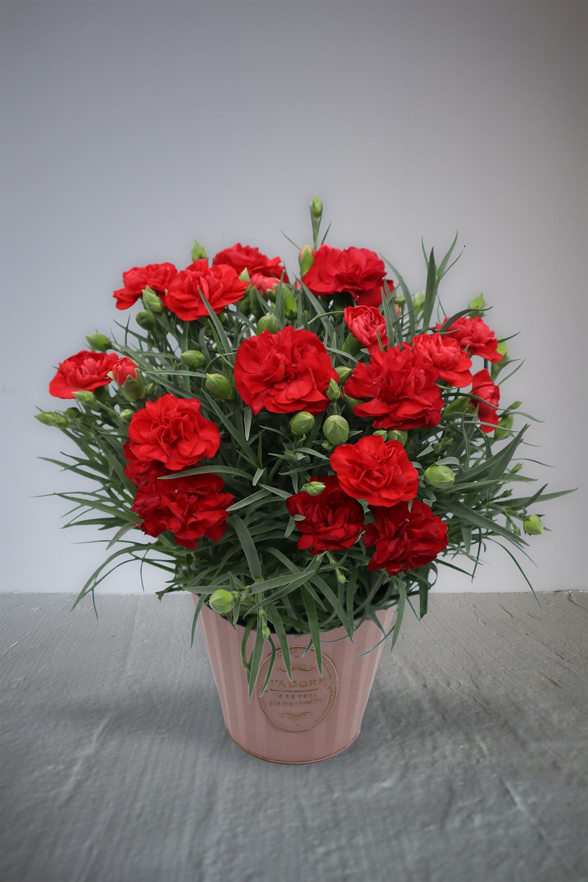 【母の日2026】カーネーション鉢植え　レッド［グランルージュ］