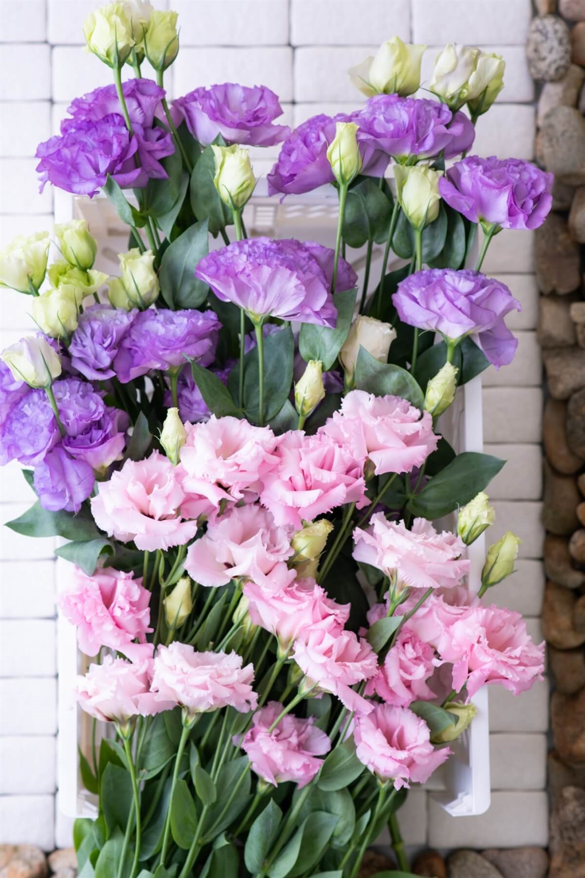 5/20以降のお届け　トルコキキョウ 15本【季節の花を楽しむ】