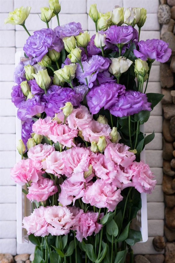 5/20以降のお届け　トルコキキョウ 20本【季節の花を楽しむ】