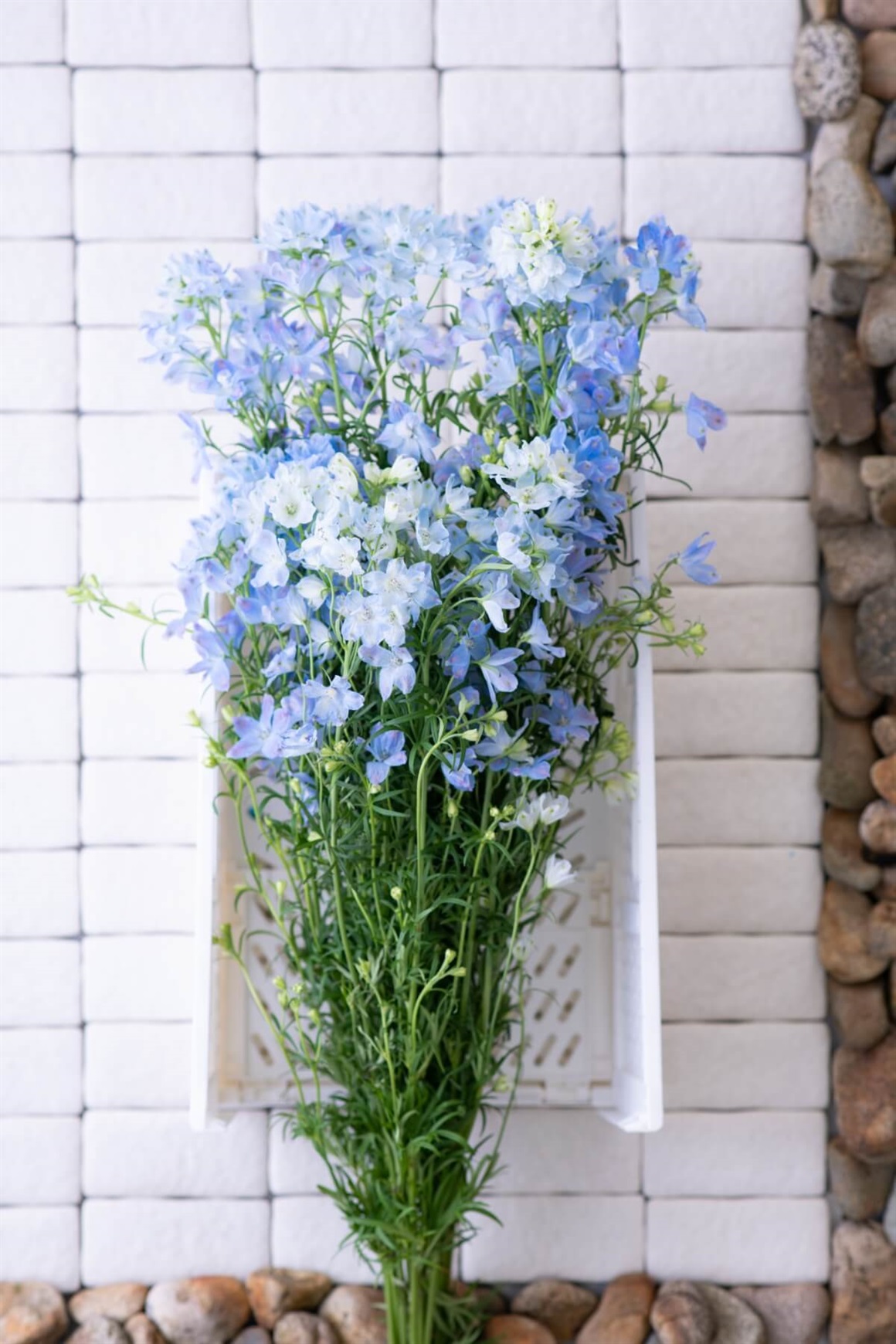 【フラワーロス削減】【季節の花を楽しむ】青色の花たち デルフィニウム