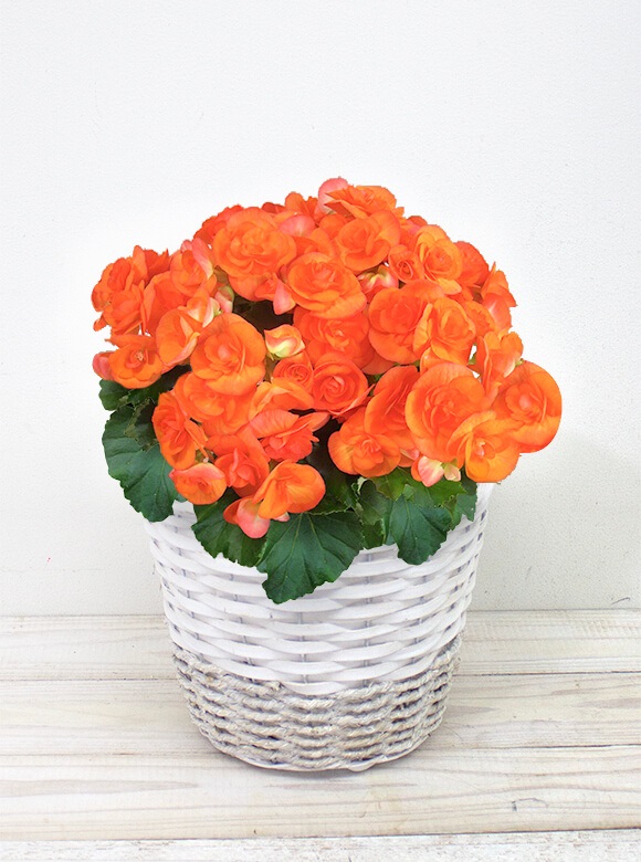 【母の日までにお届け】[HP-8]　ベゴニア鉢　orange