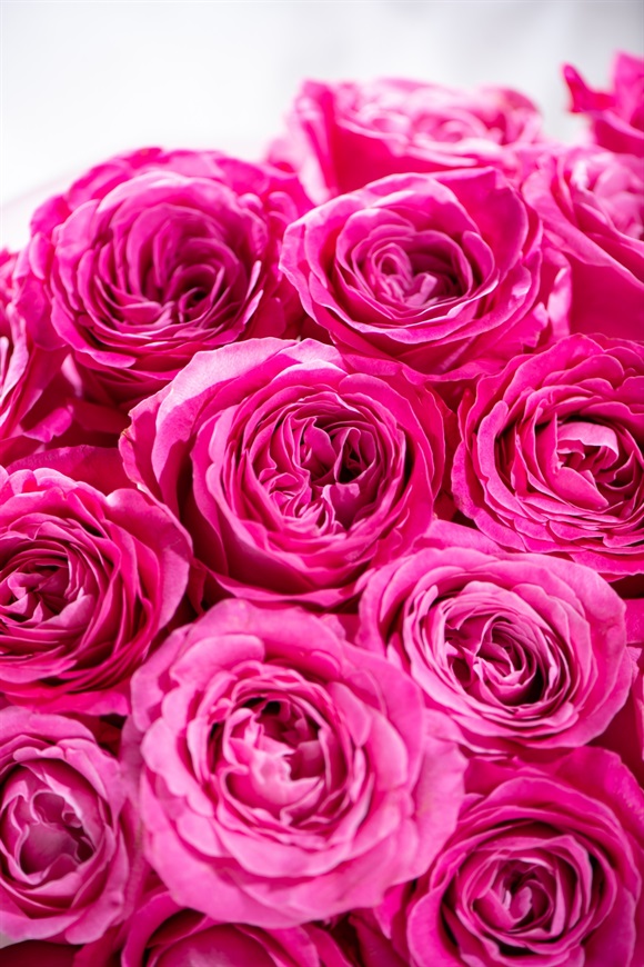 バラ30本の花束 ピンク | 花百花 ‐hanahyakka‐