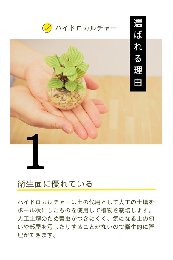 観葉植物 | 花の通販なら花百花 ‐hanahyakka‐