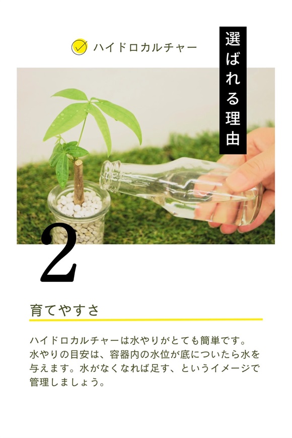 プレゼントに贈る観葉植物 | 花の通販なら花百花 ‐hanahyakka‐