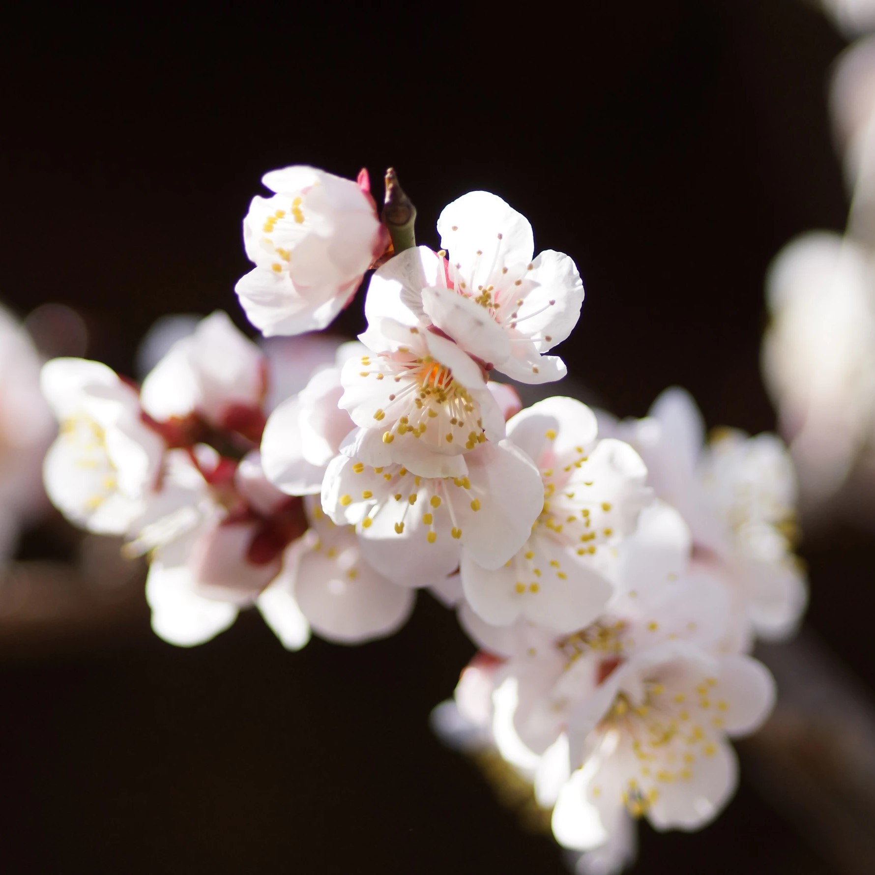 梅の花の種類で代表的な8選！基本情報・実梅と花梅の違いも紹介