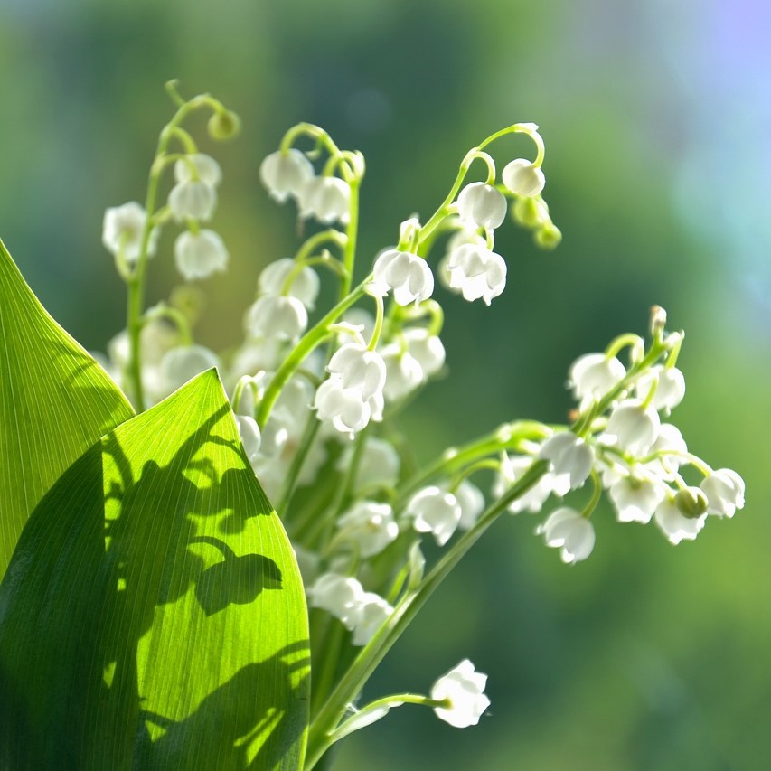 5月の誕生花「スズラン」の種類4選！基本情報や花言葉などを紹介