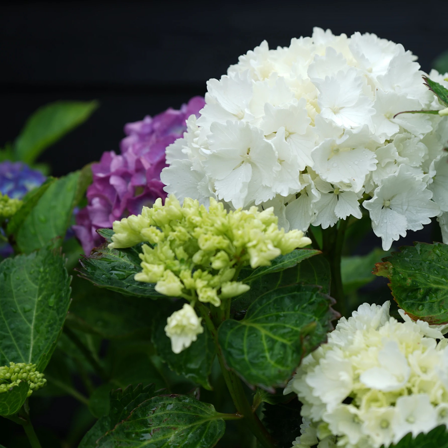 アジサイの白い花が心を癒やす。その由来や品種について