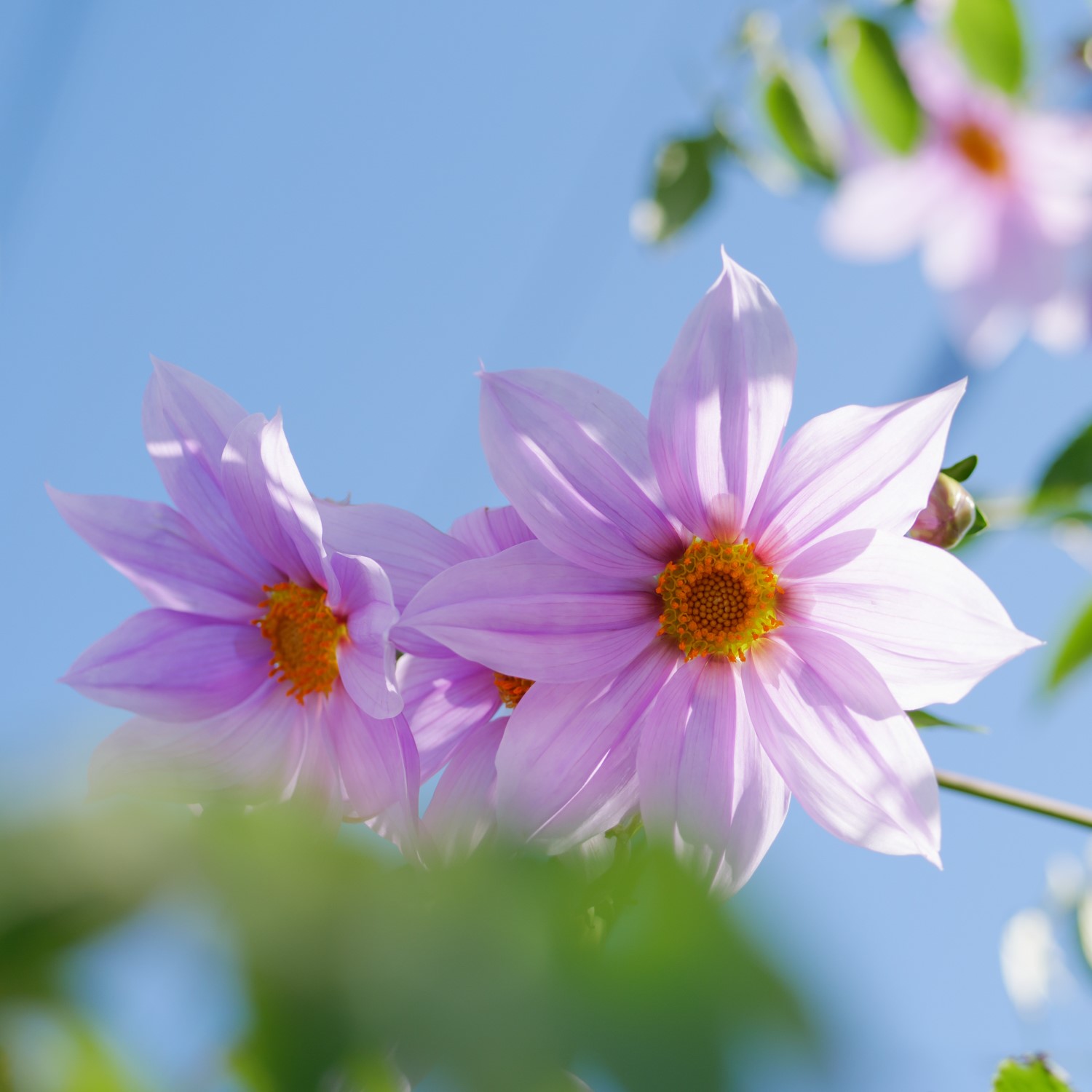 皇帝ダリアってどんな花？特徴や育て方のコツを解説