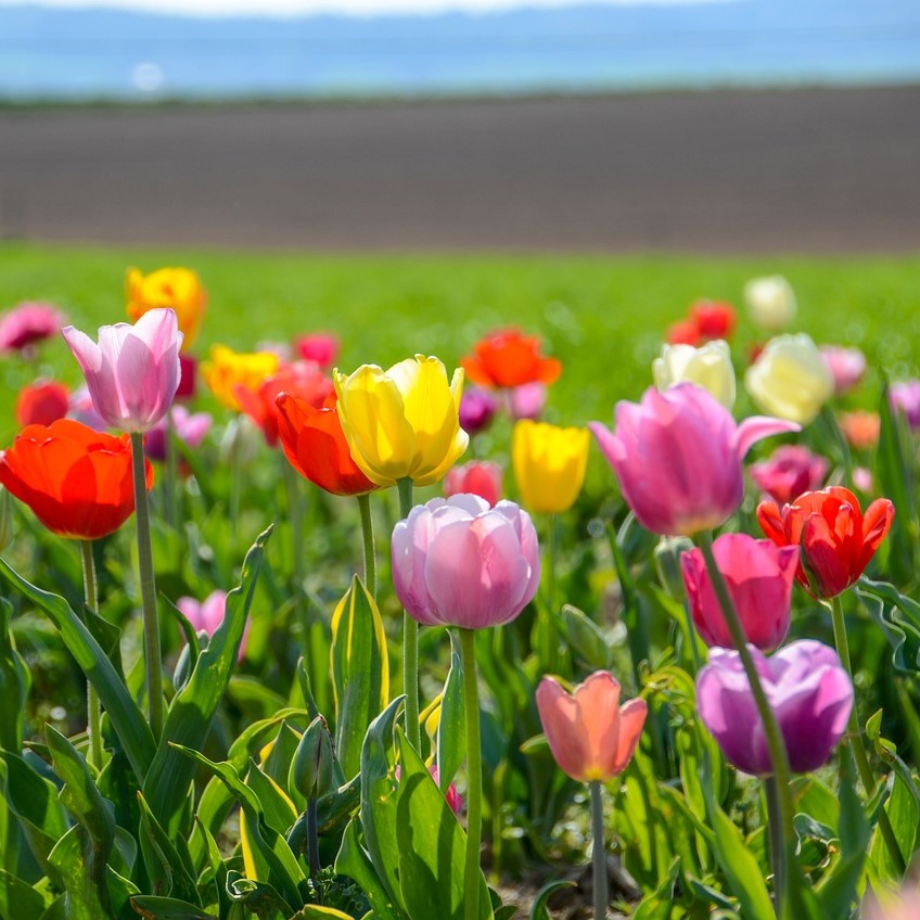 チューリップフェアーで春を体感！花の祭典に出かけよう！