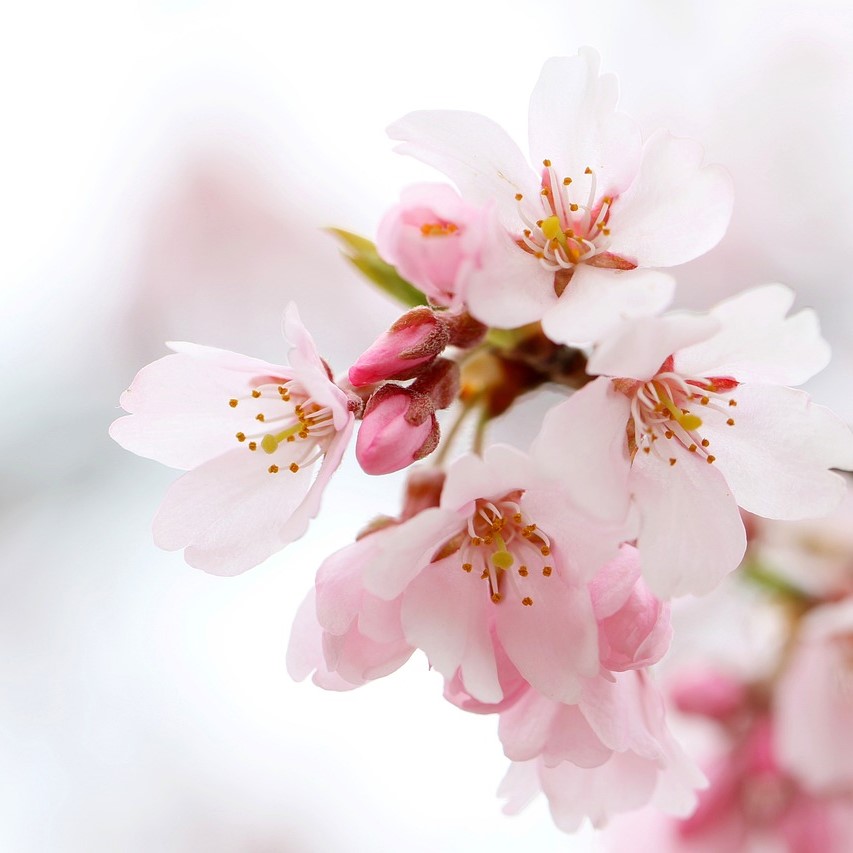桜の花言葉で知る、日本人の精神美と文化