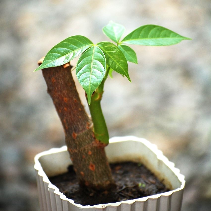 初心者でも簡単！人気の観葉植物パキラの剪定