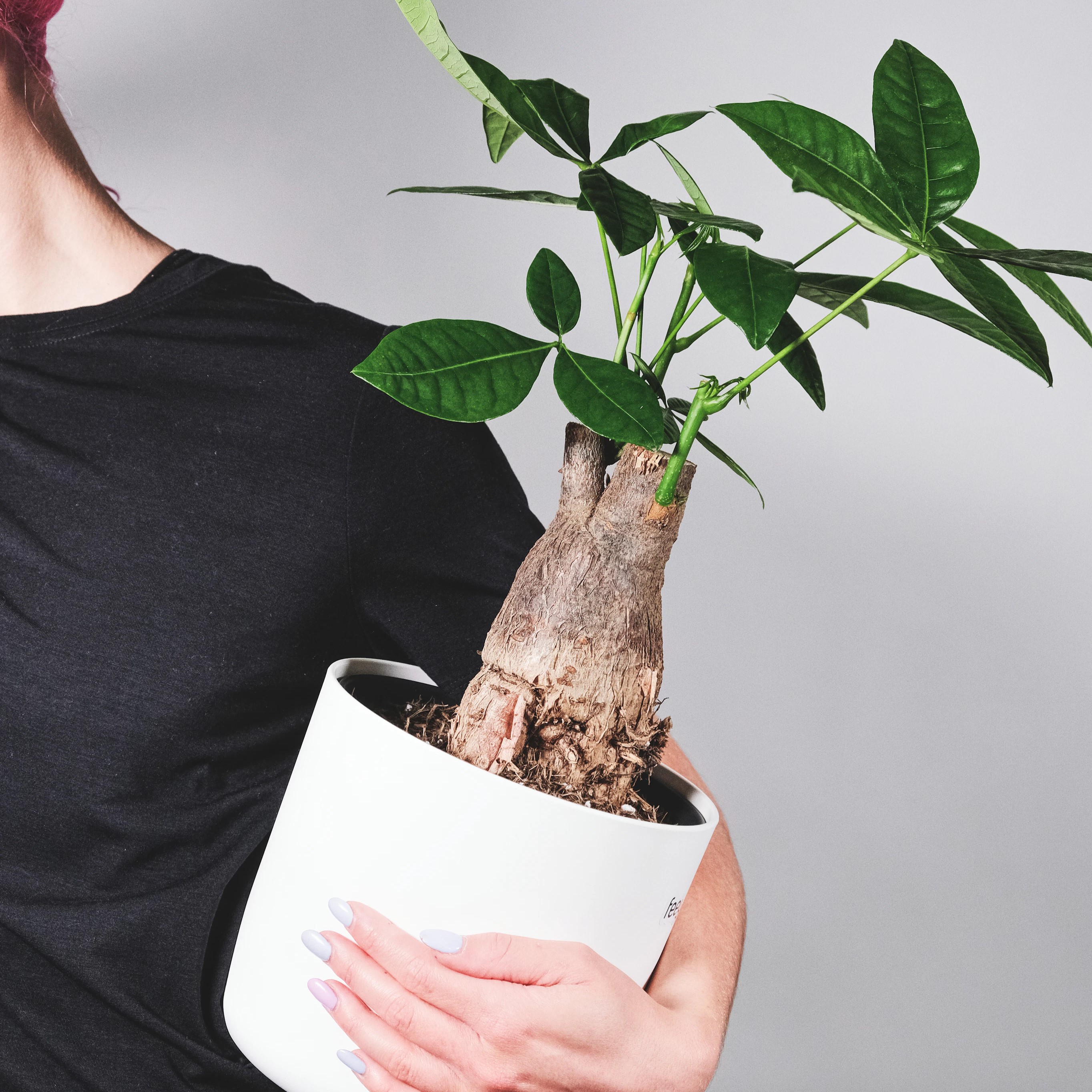 パキラの植え替え　?成功のポイントと手順?