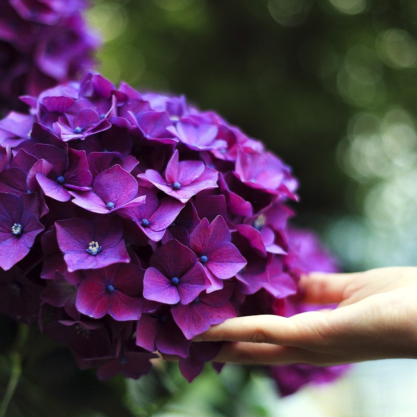 母の日におすすめの紫陽花12選！人気の理由や花言葉などを紹介