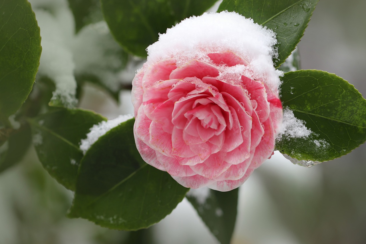 12月に咲くおすすめの花13選！冬のガーデニングに人気の品種