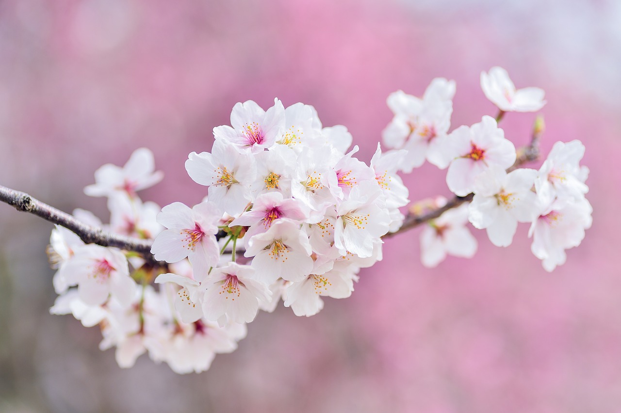 桜の花びらの特徴は？梅や桃との違いや見分け方、活用方法もご紹介