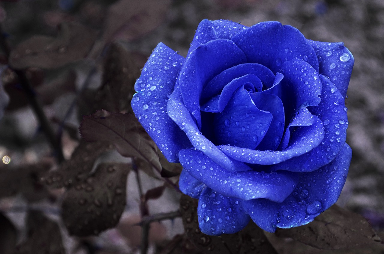 青い薔薇は存在する！開発ストーリーや花言葉を解説