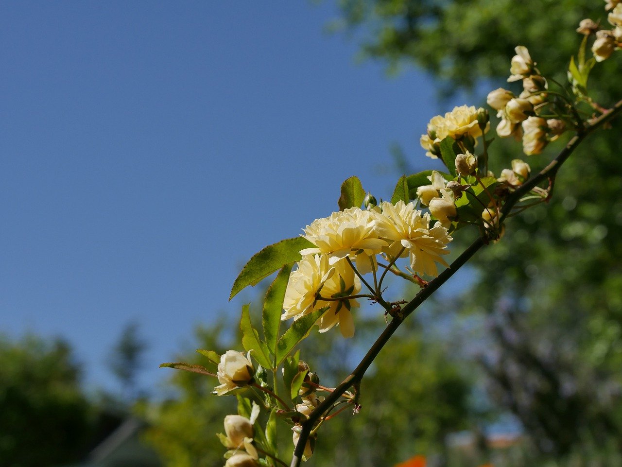 モッコウバラはモコモコで可愛い黄色いお花！