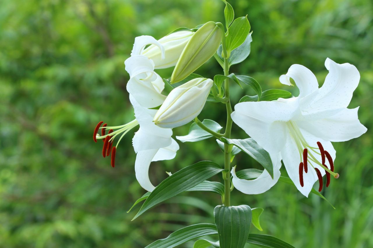 献花では白いカーネーションやユリがよく使われる