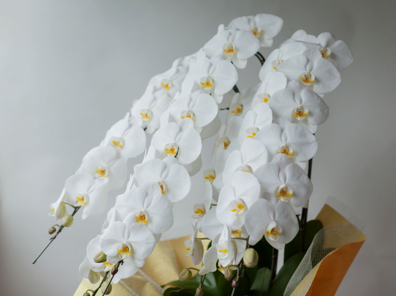 お葬式後の法要で用いる花の手配方法やマナー