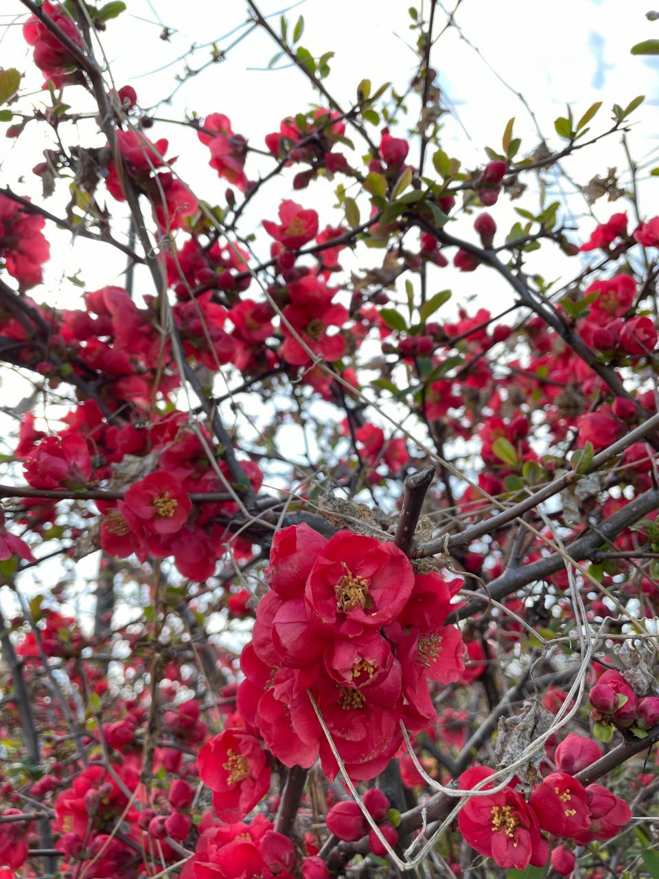 1月の代表的な春の花木は「梅」や「椿（つばき）」