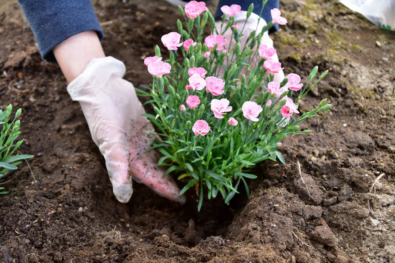 春の花のガーデニングでは株間は20cm以上離して植える