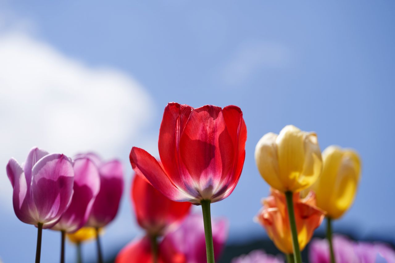 春のガーデニングにおすすめの花① チューリップ