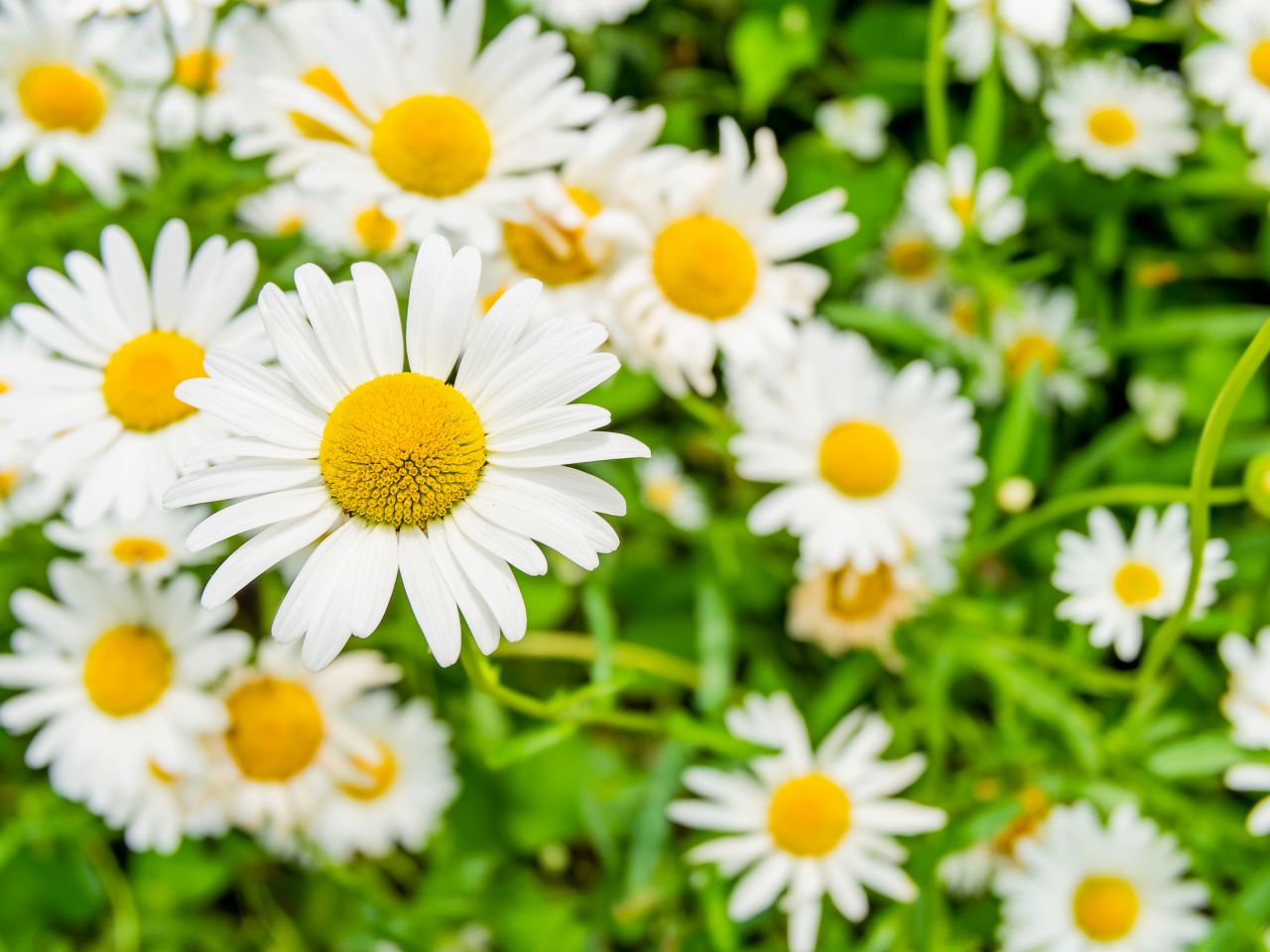 春のガーデニングにおすすめの花⑤ マーガレット