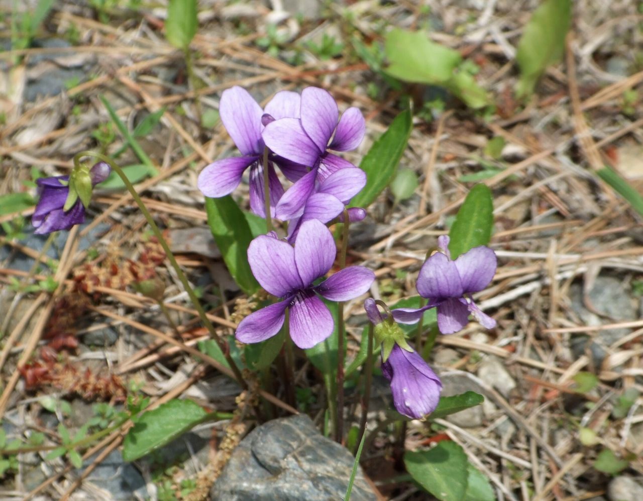 春の紫色の花「スミレ」は種類が非常に多い