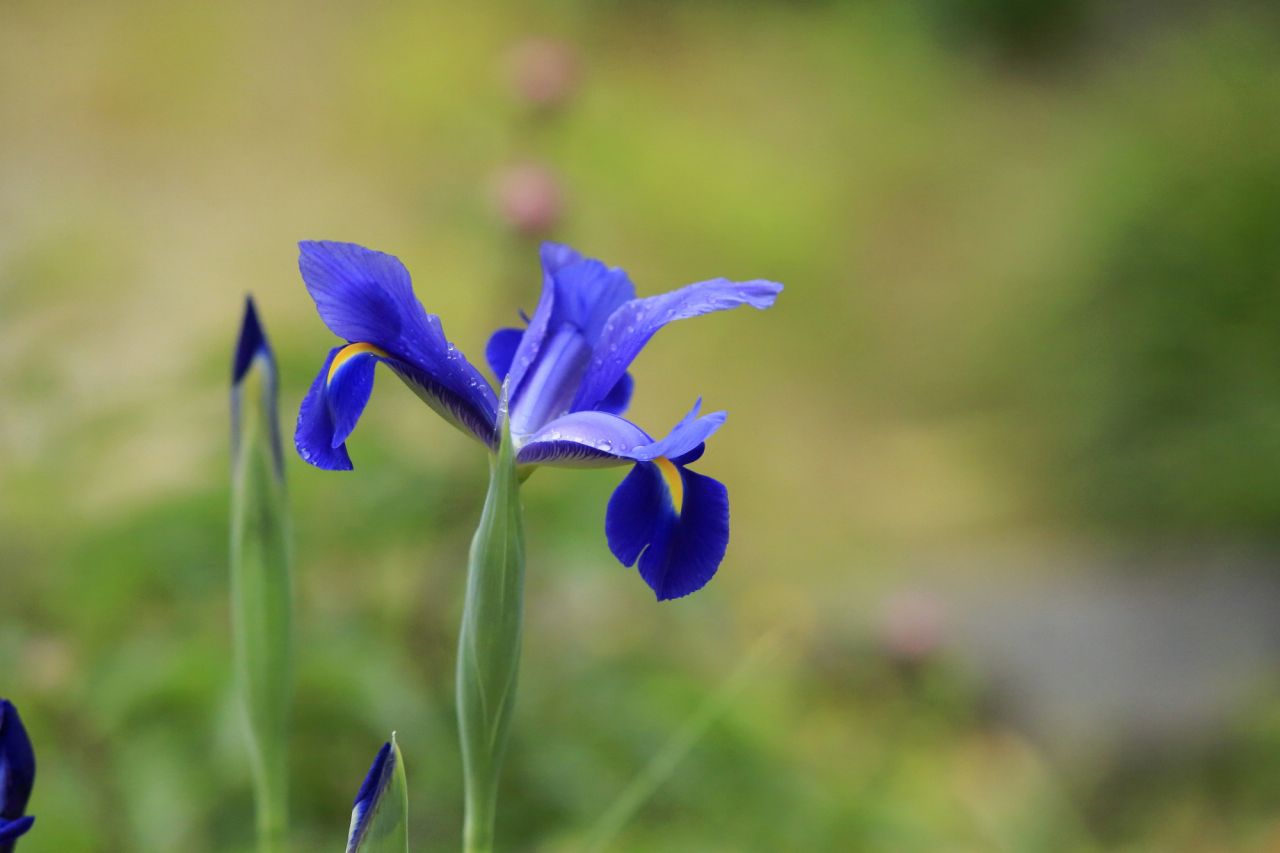 春の紫色の花「アヤメ」は白色もある
