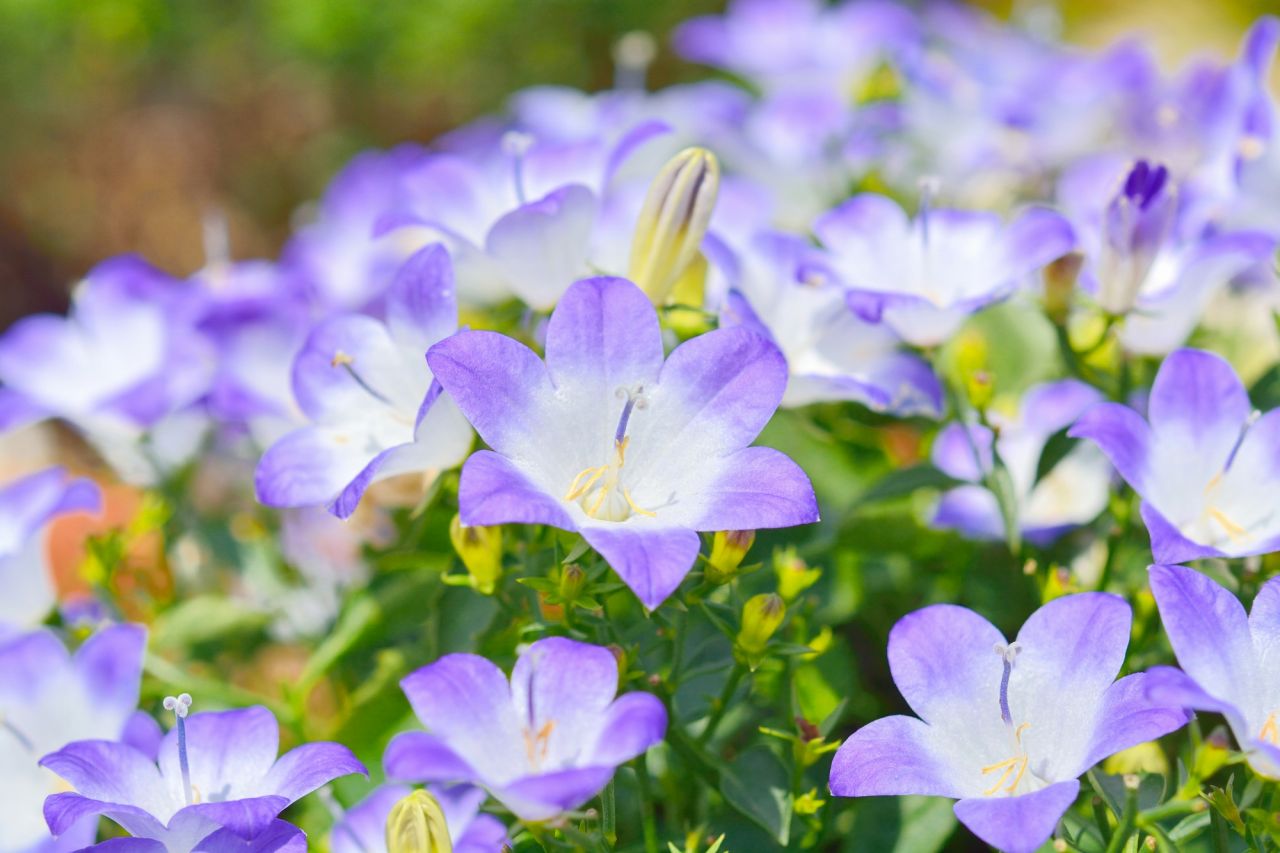 春のガーデニングにおすすめの紫色の花「ベルフラワー」