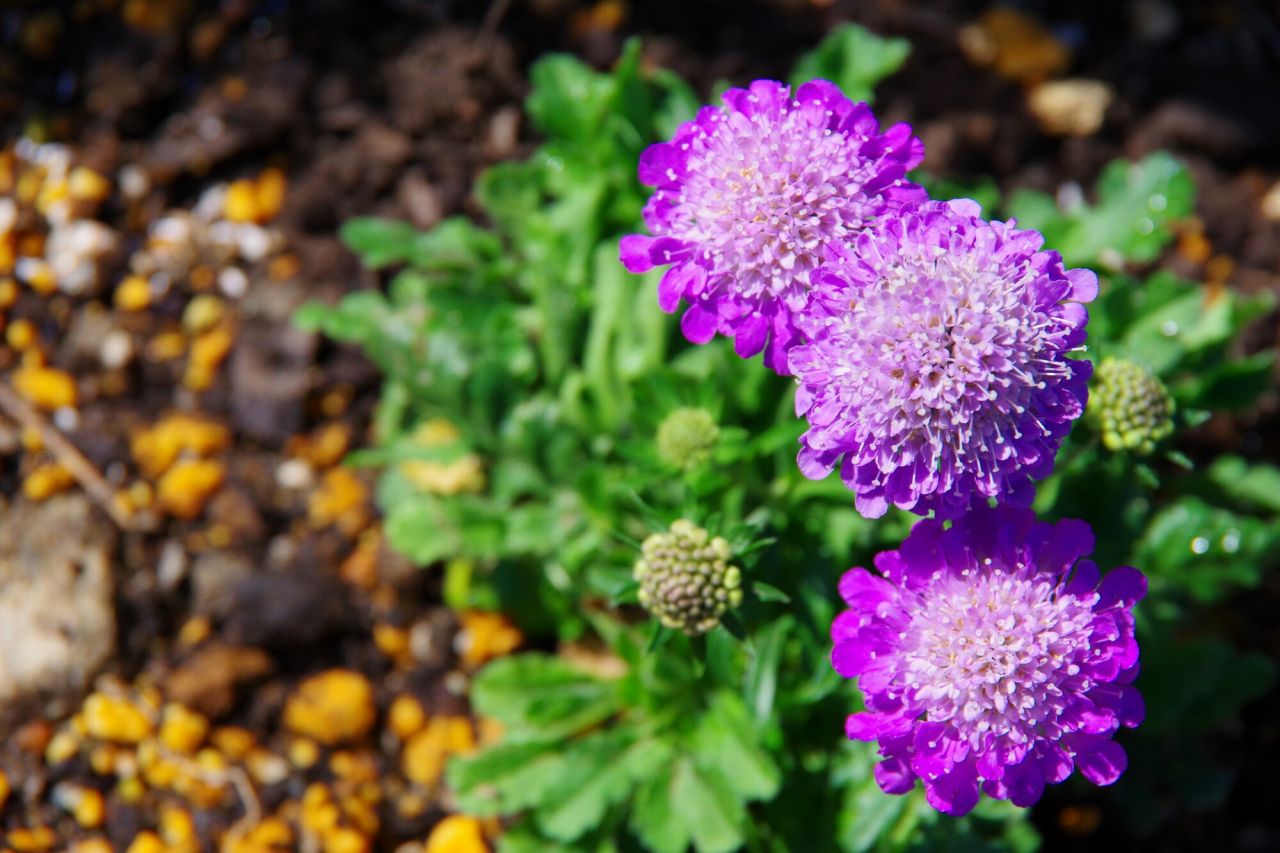 立体的な花が咲く春の紫色の花「スカビオサ」