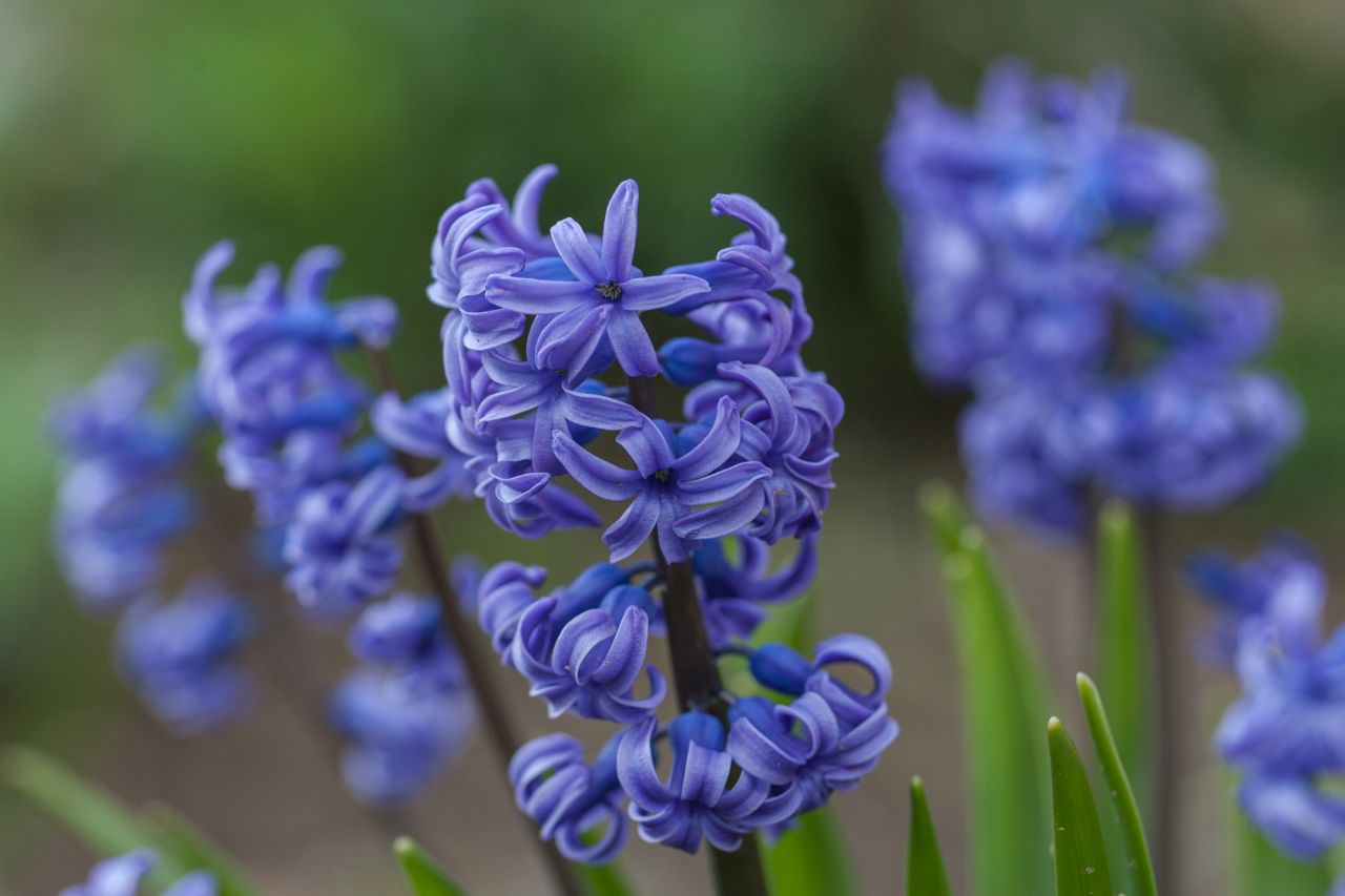 水耕栽培にも適した春の紫色の花「ヒヤシンス」